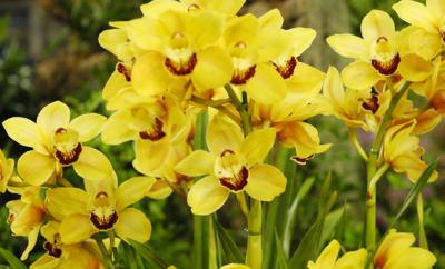 The Japan Grand Prix International Orchid Festival