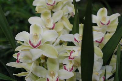 The Japan Grand Prix International Orchid Festival