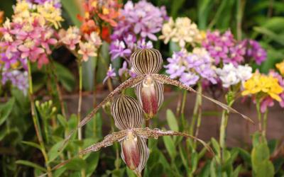 The Japan Grand Prix International Orchid Festival