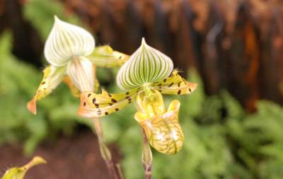 The Japan Grand Prix International Orchid Festival