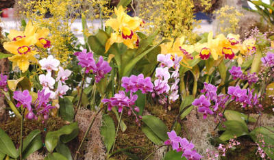 The Japan Grand Prix International Orchid Festival