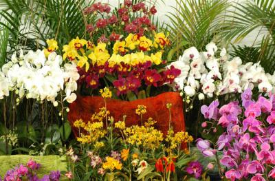 The Japan Grand Prix International Orchid Festival