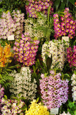 The Japan Grand Prix International Orchid Festival