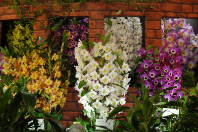 The Japan Grand Prix International Orchid Festival