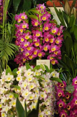g3/81/562181/3/56247672.Orchids106.jpg