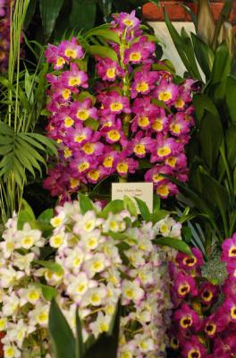 The Japan Grand Prix International Orchid Festival