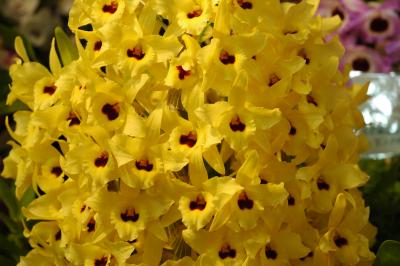 The Japan Grand Prix International Orchid Festival