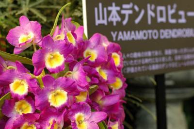The Japan Grand Prix International Orchid Festival