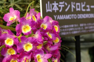 The Japan Grand Prix International Orchid Festival