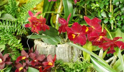 The Japan Grand Prix International Orchid Festival