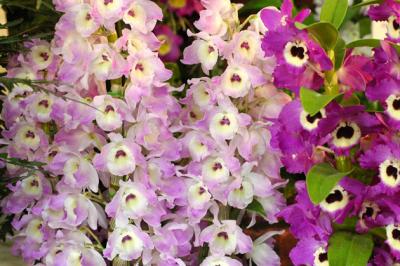 g3/81/562181/3/56247678.Orchids113.jpg