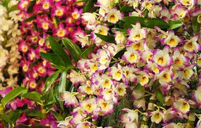 The Japan Grand Prix International Orchid Festival