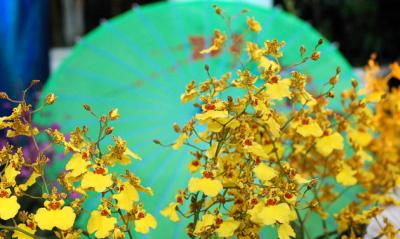 The Japan Grand Prix International Orchid Festival