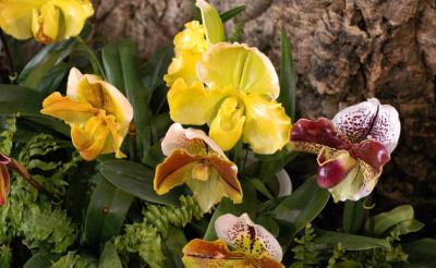 The Japan Grand Prix International Orchid Festival