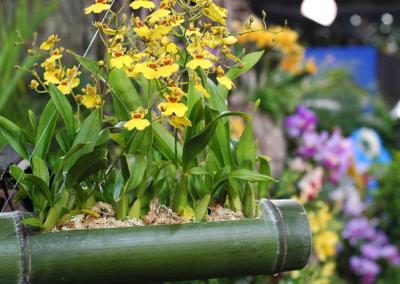 The Japan Grand Prix International Orchid Festival