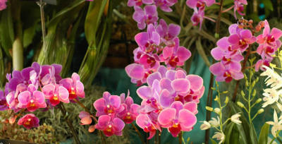 The Japan Grand Prix International Orchid Festival