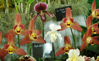 The Japan Grand Prix International Orchid Festival