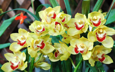 The Japan Grand Prix International Orchid Festival