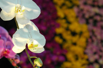 The Japan Grand Prix International Orchid Festival