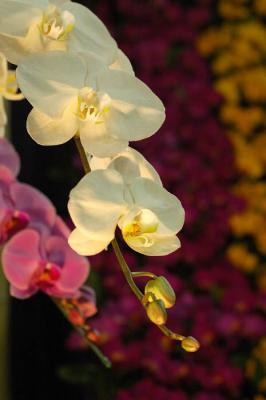 The Japan Grand Prix International Orchid Festival