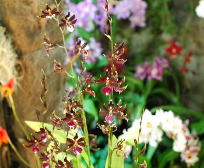 The Japan Grand Prix International Orchid Festival