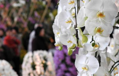 The Japan Grand Prix International Orchid Festival