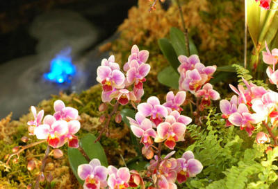 The Japan Grand Prix International Orchid Festival