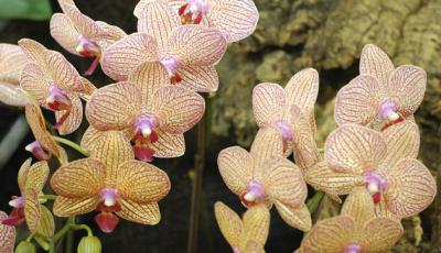 The Japan Grand Prix International Orchid Festival