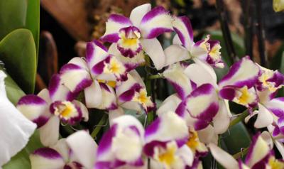 The Japan Grand Prix International Orchid Festival