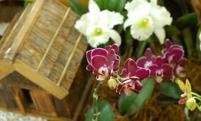 The Japan Grand Prix International Orchid Festival