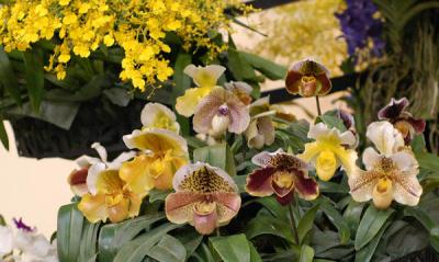 The Japan Grand Prix International Orchid Festival