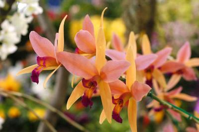 The Japan Grand Prix International Orchid Festival