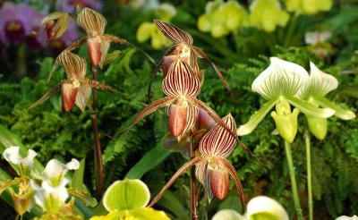 The Japan Grand Prix International Orchid Festival