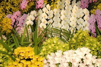 The Japan Grand Prix International Orchid Festival