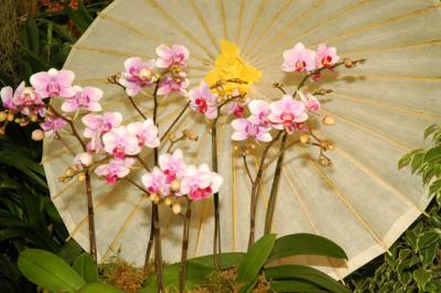 The Japan Grand Prix International Orchid Festival