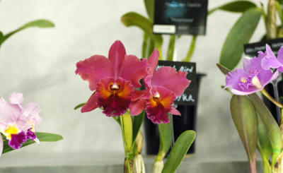 The Japan Grand Prix International Orchid Festival