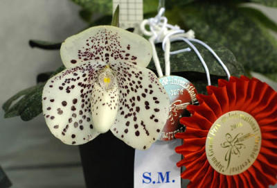 g3/81/562181/3/56250427.Orchids266.jpg