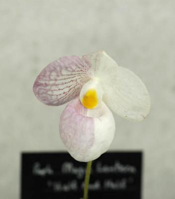 The Japan Grand Prix International Orchid Festival