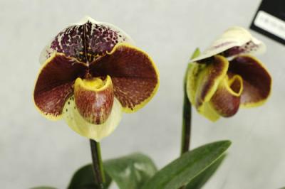 g3/81/562181/3/56393428.Orchids297.jpg