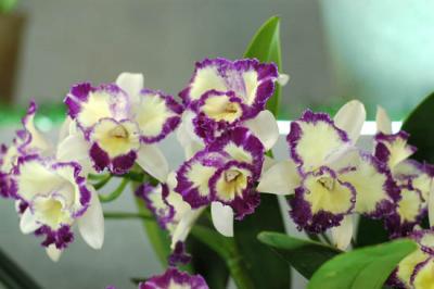 The Japan Grand Prix International Orchid Festival