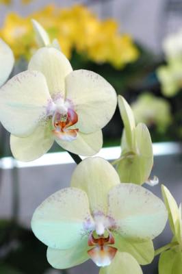 The Japan Grand Prix International Orchid Festival