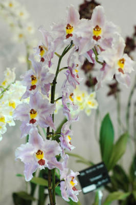 The Japan Grand Prix International Orchid Festival