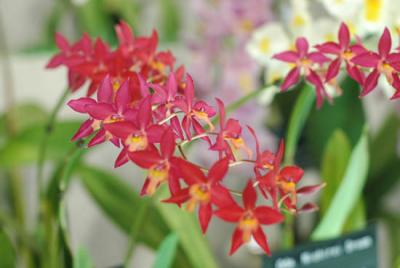 The Japan Grand Prix International Orchid Festival