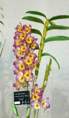 g3/81/562181/3/56522581.Orchids358.jpg