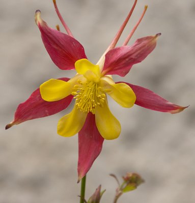 aquilegia.jpg