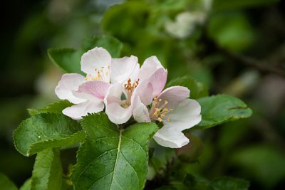 appleblossomcloseup.jpg