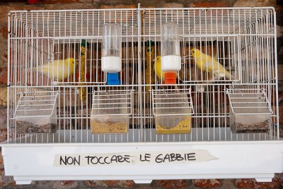 veniceghettocanariessk.jpg