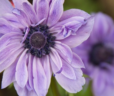 anemoneslilac.jpg