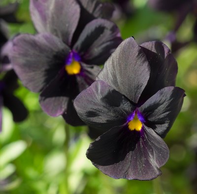 blackpansy.jpg