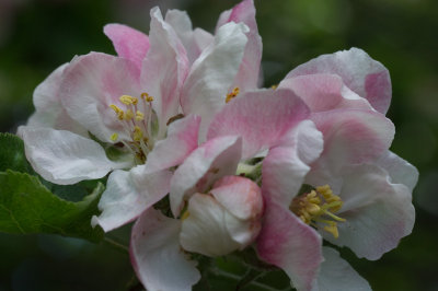 appleblossom-close.jpg